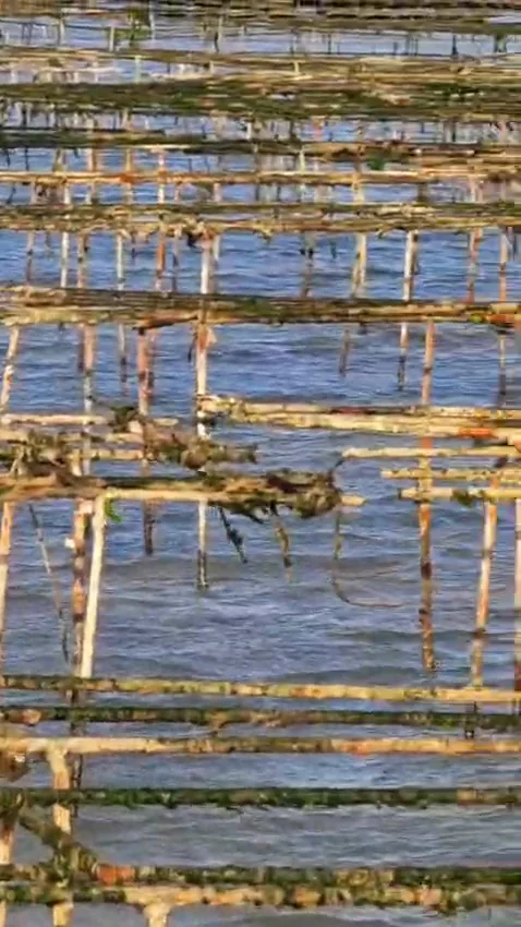 Oyster trestles in the lagoon water
