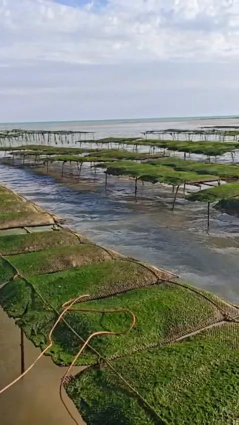 Rows of oyster bags on trestles at low tide